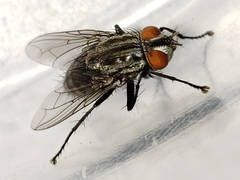 Blaesoxipha
