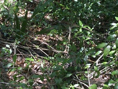 Coluber constrictor priapus