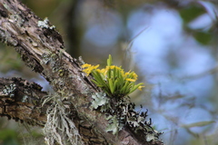 Acianthera sonderiana