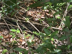 Coluber constrictor priapus