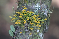 Acianthera sonderiana