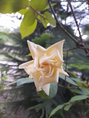 Rosa