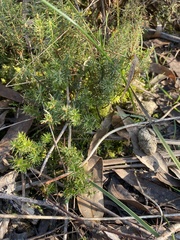 Acrotriche serrulata