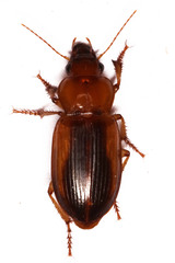 Boeomimetes