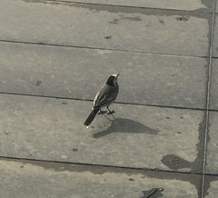 Motacilla alba