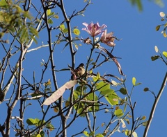 Sporophila torqueola