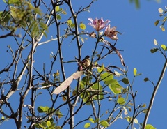 Sporophila torqueola