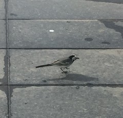 Motacilla alba