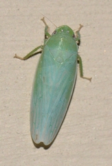 Gyponana angulata