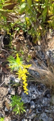 Solidago leavenworthii