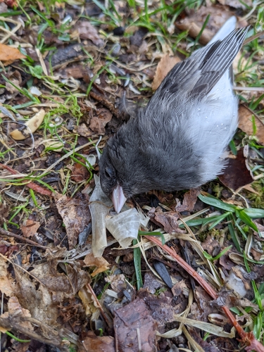 Dark-eyed Junco photographed in New Hampshire