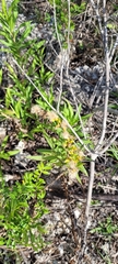Solidago leavenworthii
