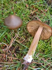 Entoloma vernum