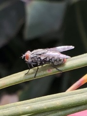 Diptera