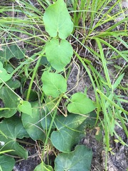 Matelea hirtelliflora