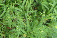 Cyclospermum