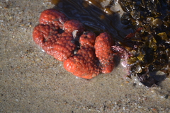 Metandrocarpa dura