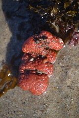 Metandrocarpa dura