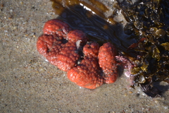 Metandrocarpa dura