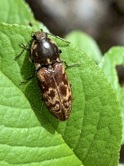 Prosternon bombycinum