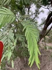 Senegalia berlandieri