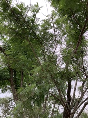 Senegalia berlandieri