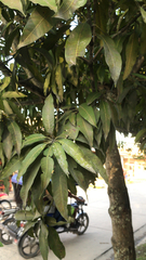 Mangifera indica