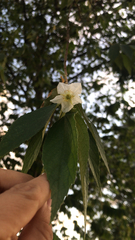 Muntingia calabura