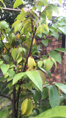 Averrhoa carambola