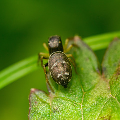 Heliophanus