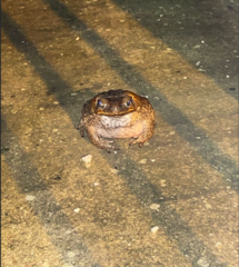 Rhinella marina