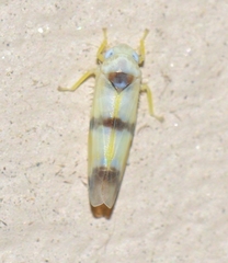 Typhlocybini