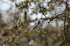 Ceanothus thyrsiflorus thyrsiflorus