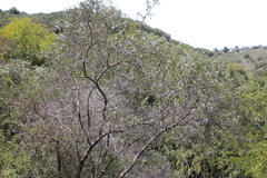 Ceanothus thyrsiflorus thyrsiflorus