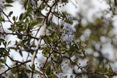 Ceanothus thyrsiflorus thyrsiflorus