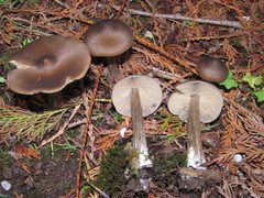 Entoloma vernum
