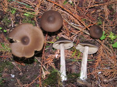 Entoloma vernum