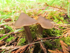Entoloma vernum