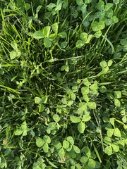 Trifolium repens