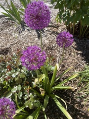 Allium hollandicum