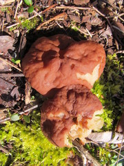 Gyromitra perlata