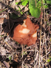 Gyromitra perlata