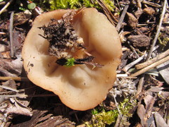 Gyromitra perlata