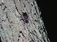 Physopelta gutta gutta