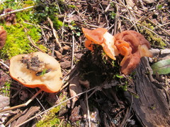 Gyromitra perlata
