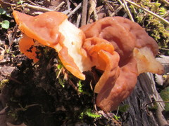 Gyromitra perlata