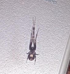 Azilia affinis