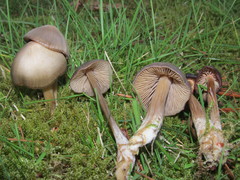 Entoloma vernum