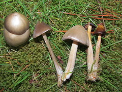 Entoloma vernum