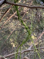 Comesperma volubile